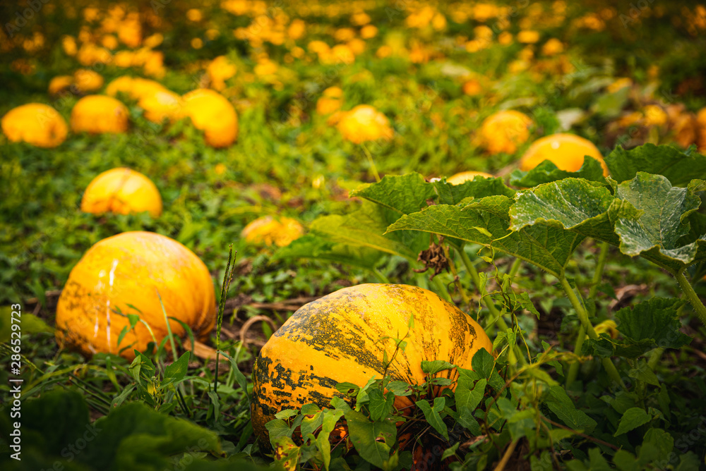 Closup of pumpkins on a field . Agriculture background Closup of pumpkins on a field . Agriculture background