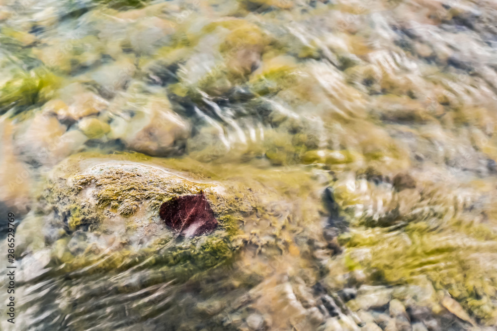 brown leaf float on the water surface of the rocky stream hdr image