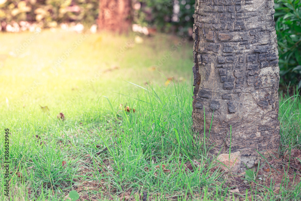 Naklejka premium Grass around the base of the tree detail
