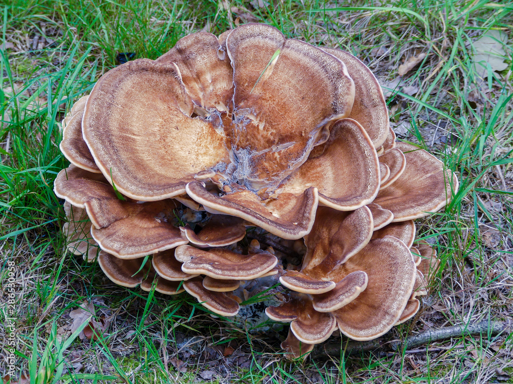 Giant polypore or black-staining polypore Meripilus giganteus in the fungus family Meripilaceae Giant polypore or black-staining polypore Meripilus giganteus in the fungus family Meripilaceae