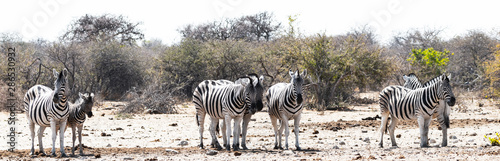 Troupeau de z  bres au parc national d etosha en Namibie  Afrique