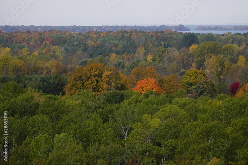 Beautiful Captivating Autumn Forest Scenery 
