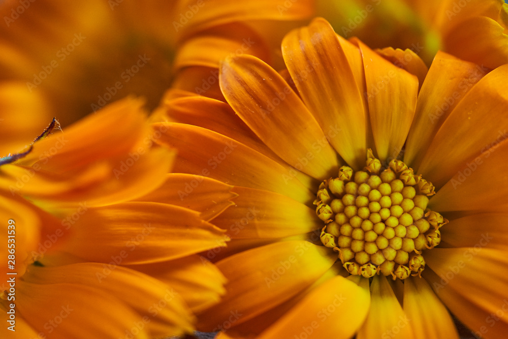 Calendula flowers laid out on a wooden background. Calendula officinalis medicinal plant petals - healthy concept