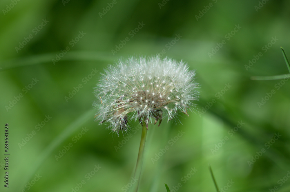 Blooming white dandelion on a leafs and grass in background