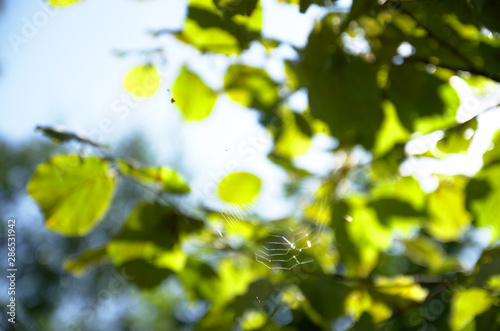 Spider web with a golden green plant leafs and blue sky at blurred background