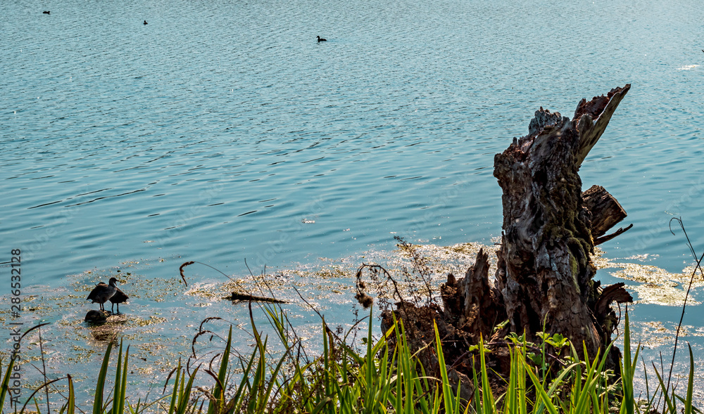 lake scenery in Posta Fibreno nature reserve in the Italian region Lazio in late summer