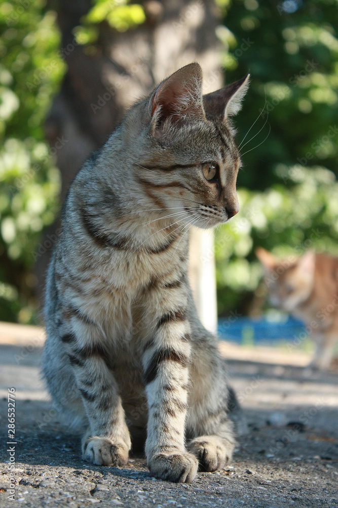 Grey tabby kitten in the park Grey tabby kitten in the park