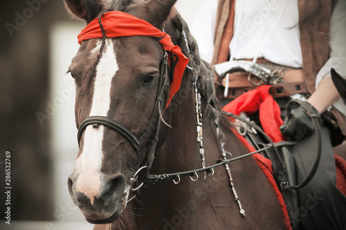 A Bay horse with a rider in the saddle dressed in the style of pirates of the Caribbean at a masquerade. The horse has a red bandana and a mane braided with beads, and the rider has a revolver in his 