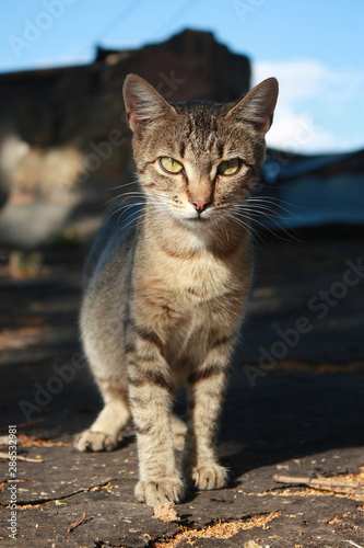 Grey tabby kitten in the park © Tora Stark