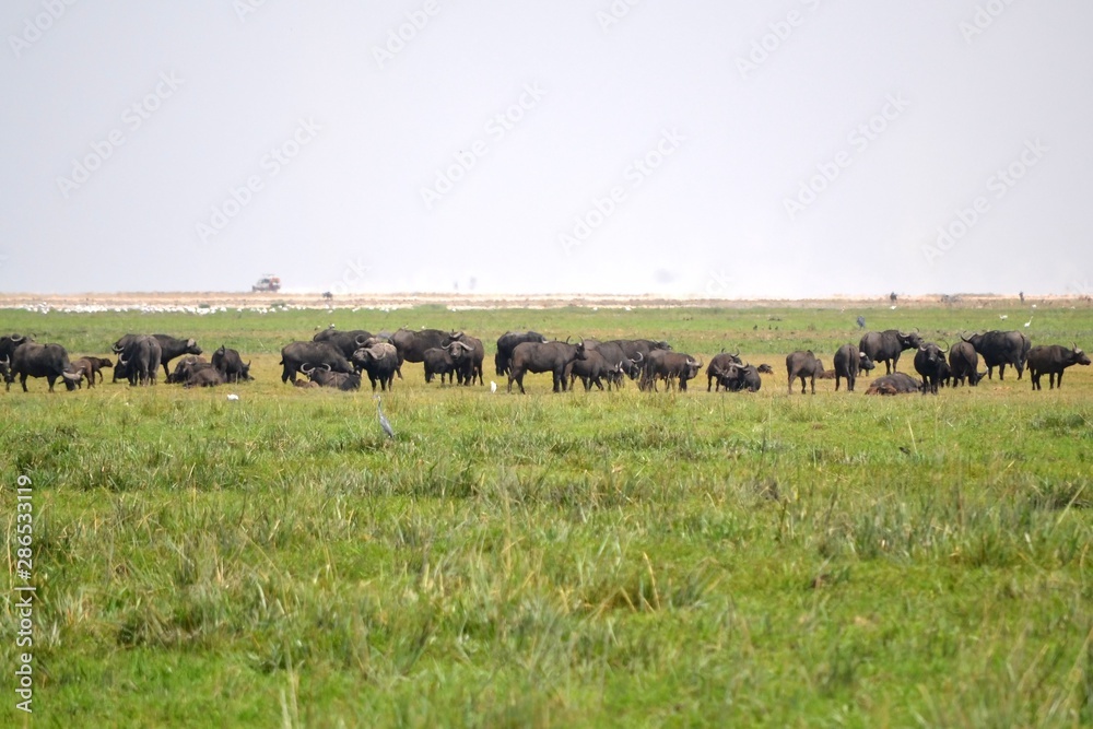 Buffaloes in the African Savannah
