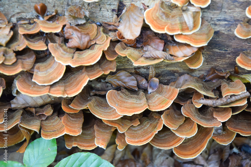Beautiful trametes versicolor mushroom growing on old tree in winter