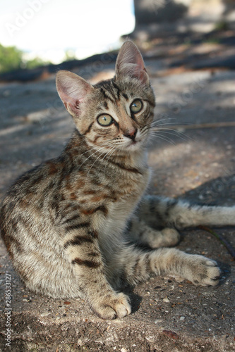 Grey tabby kitten in the park