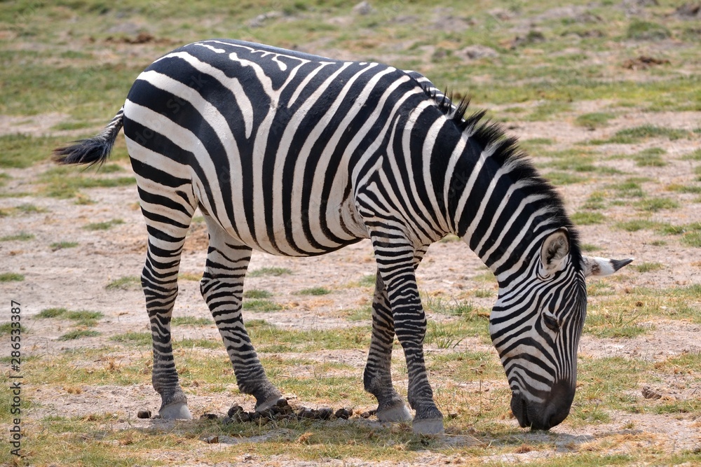 zebra 