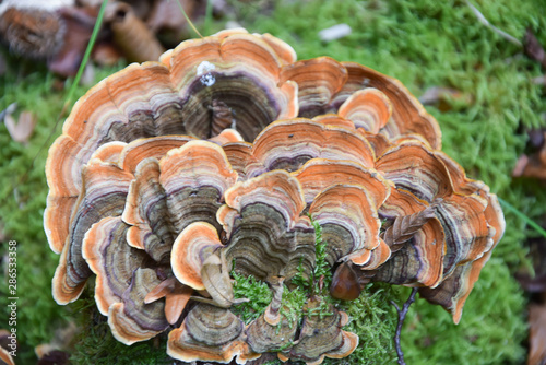 Beautiful trametes versicolor mushroom growing on old tree in winter