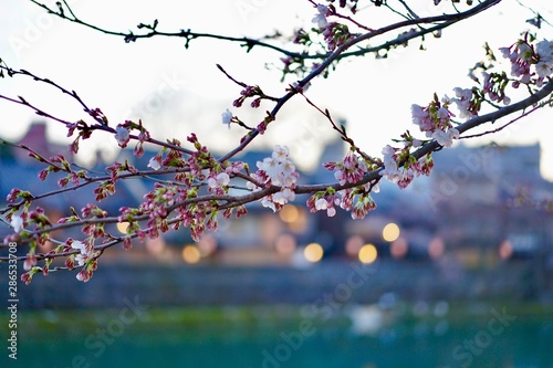 蕾の桜