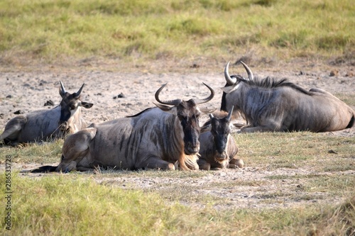 Fototapeta Naklejka Na Ścianę i Meble -  Buffaloes in the African Savannah