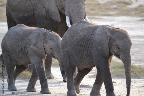 Canvas Print Wild African elephants