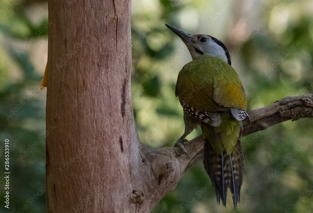 Grey Headed Woodpecker Male on tree at Sattal Grey Headed Woodpecker Male on tree at Sattal