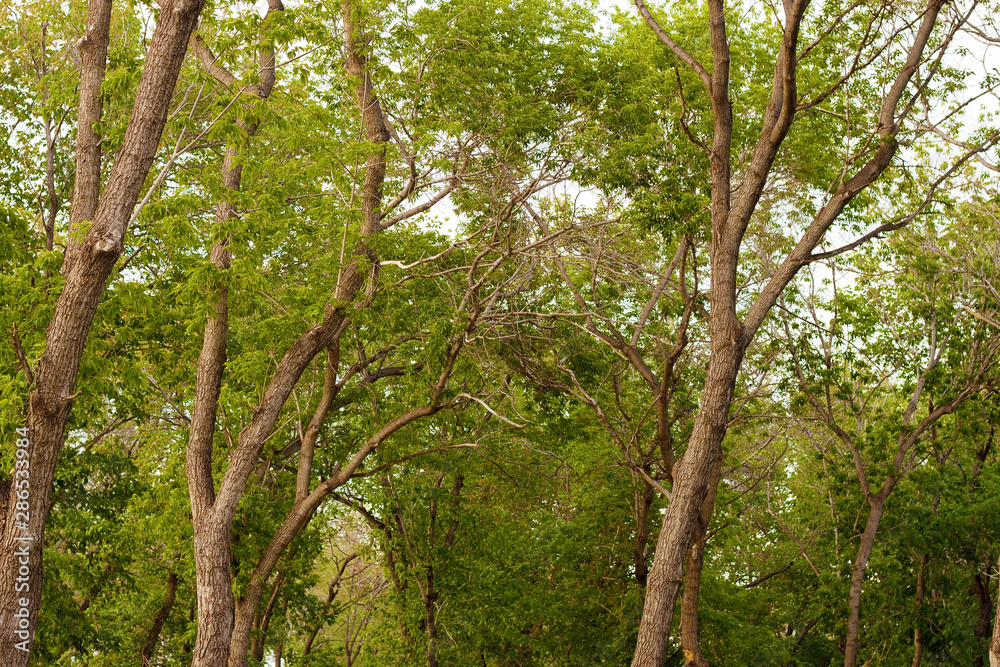 Trunks and crowns of young trees in the alley of the city Park Trunks and crowns of young trees in the alley of the city Park