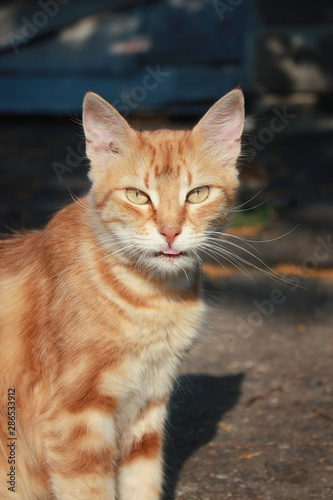 Red tabby kitten in the park © Tora Stark