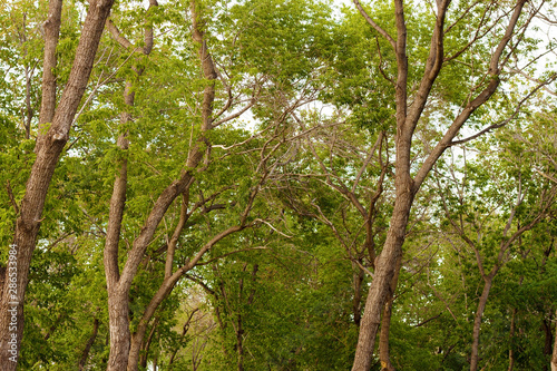 Trunks and crowns of young trees in the alley of the city Park