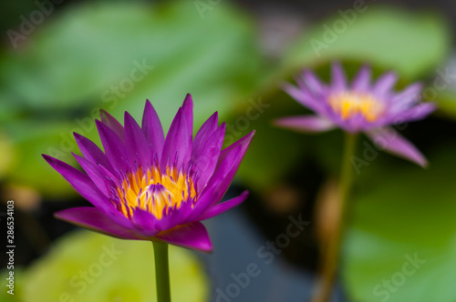 Closeup of the yellow carpel pollen in violet Lotus or water lily flower. Blur background.