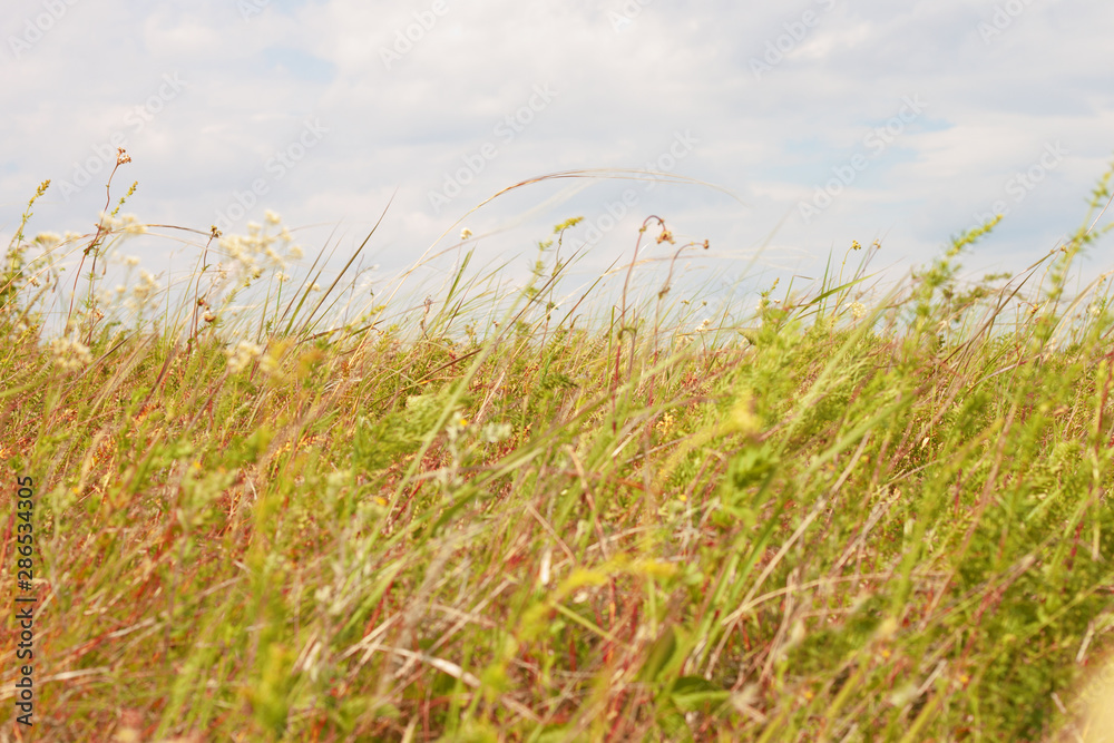 Field grass against the sky with clouds Field grass against the sky with clouds