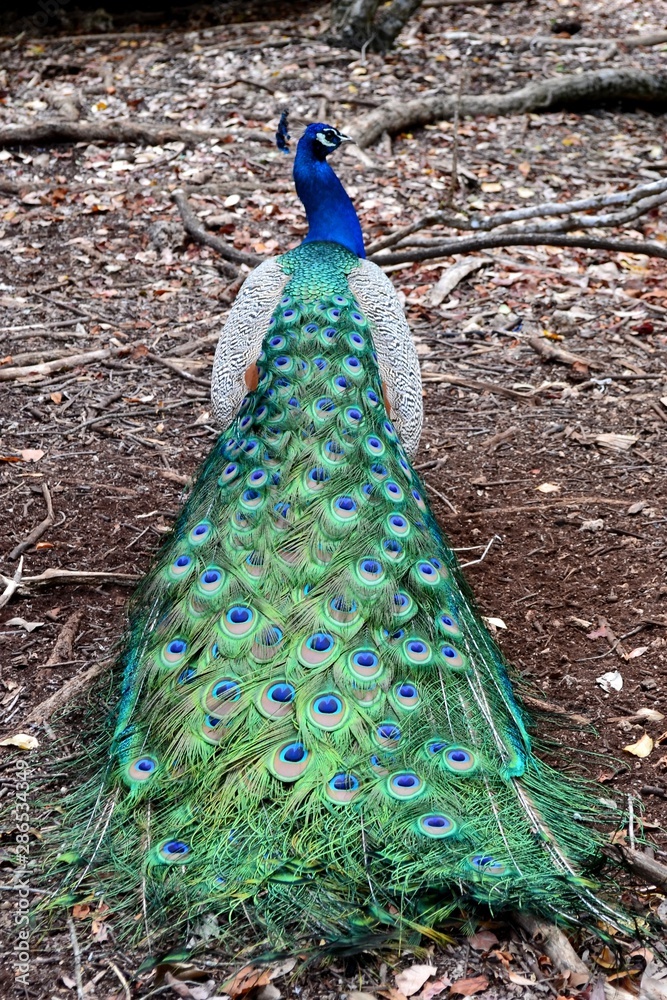 Obraz premium peacock with feathers out