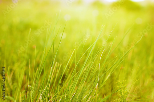 Young grass in a meadow on a Sunny spring day. Botanical background. Blank for design