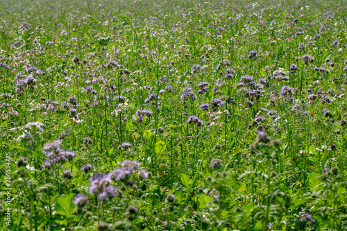 Field with green maure plants. Agriculture