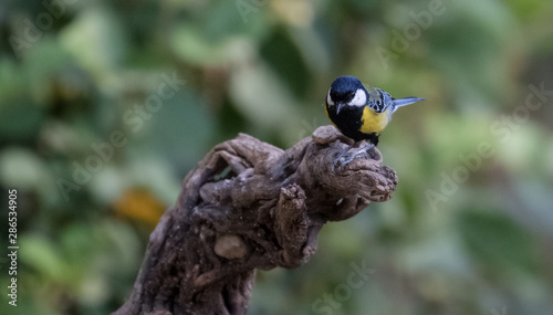 Green Backed Tit photo