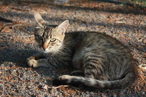 Grey tabby cat in the park © Tora Stark
