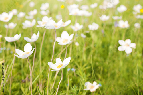 White wildflowers on a green flowering meadow. Spring meadow. Botanical background