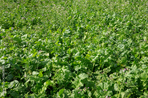 Field with green maure plants. Agriculture