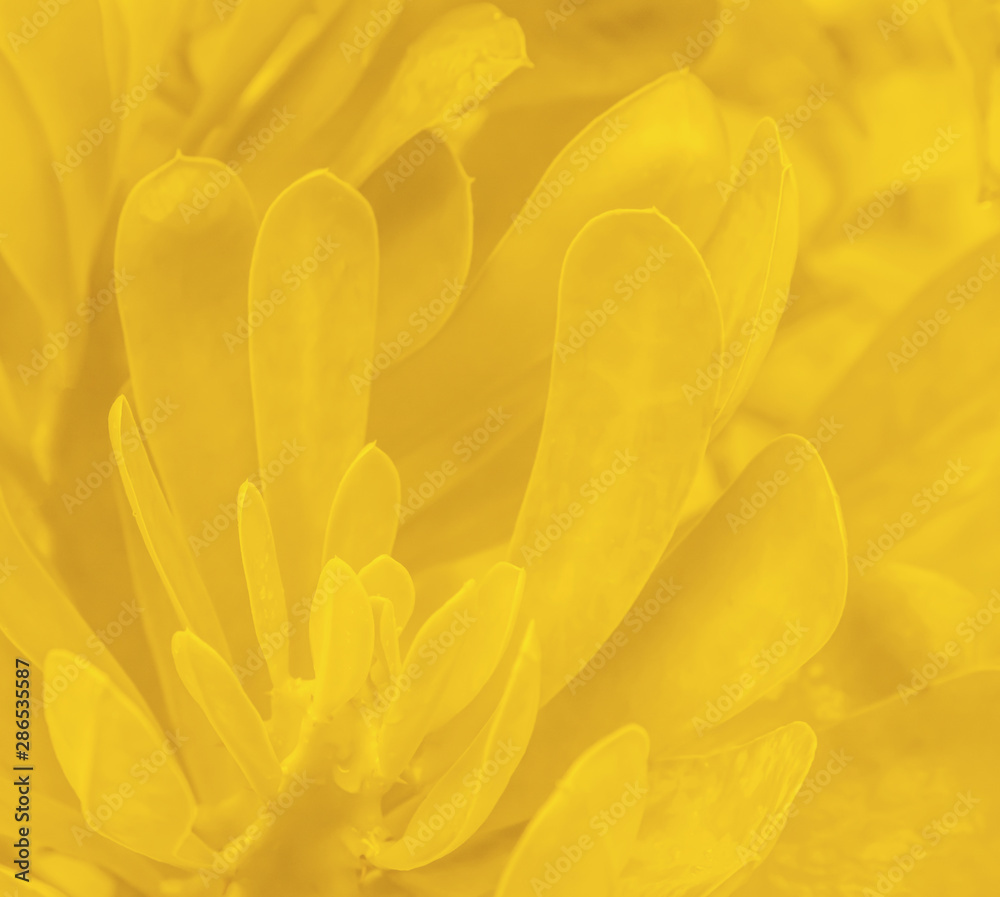 Obraz premium Yellow leaves texture desing square layout for wallpaper nature environment concept background