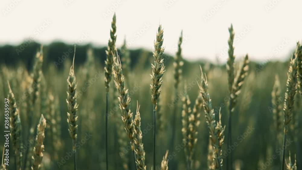 Wheat field. Green ears of wheat on the field. Background of ripening ears of meadow wheat field. Rich harvest Concept Wheat field. Green ears of wheat on the field. Background of ripening ears of meadow wheat field. Rich harvest Concept