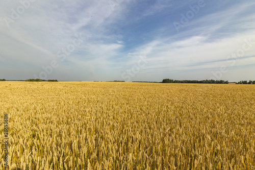 wheat field, Altai