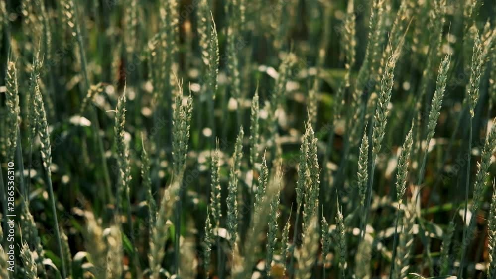 Green wheat spikelets on the field swing in the wind. Daytime, natural lighting. Rich harvest Concept Green wheat spikelets on the field swing in the wind. Daytime, natural lighting. Rich harvest Concept