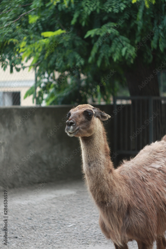 Fototapeta premium Lama