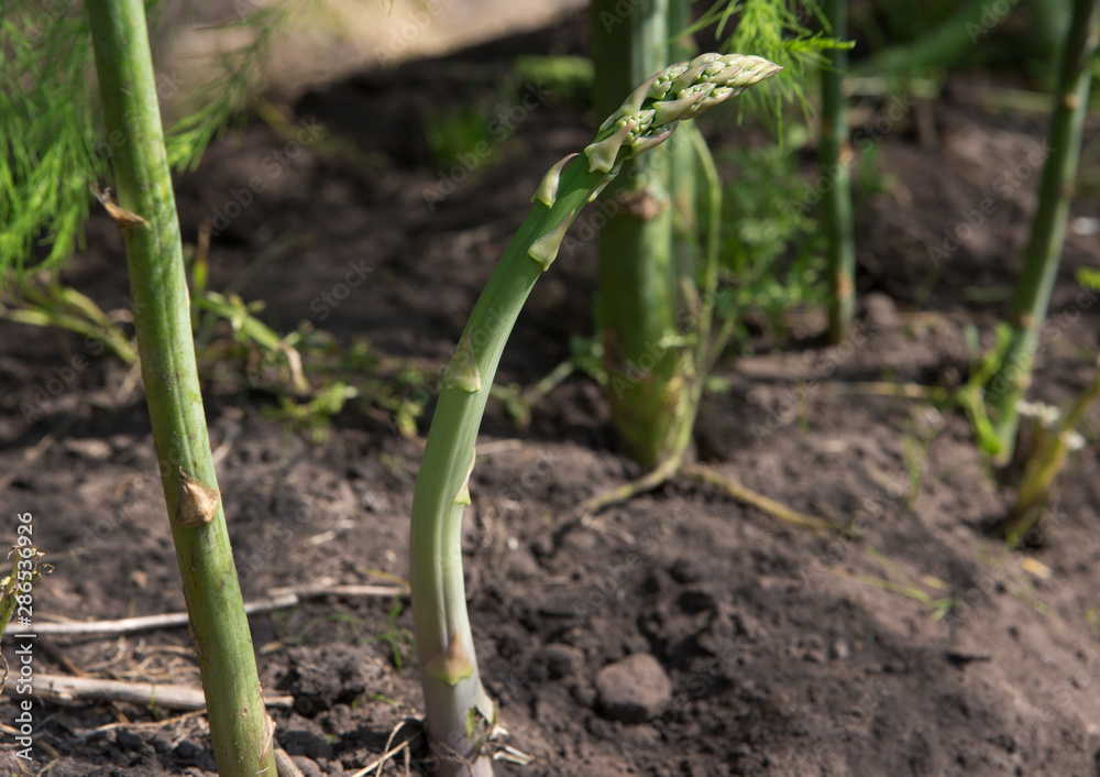 Asparaguses. Agriculture. Vegetables Asparaguses. Agriculture. Vegetables