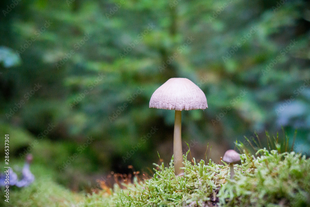 Pilz auf einem moosigen Waldboden Pilz auf einem moosigen Waldboden