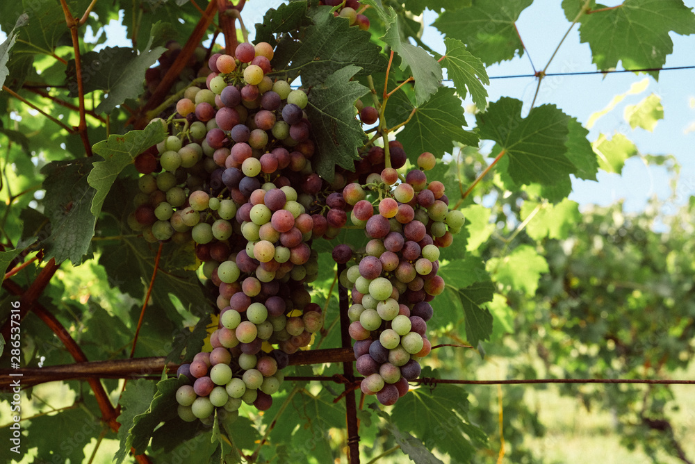 Grapes growing in vineyards, Green leaves background. Copy space. Grape harvest