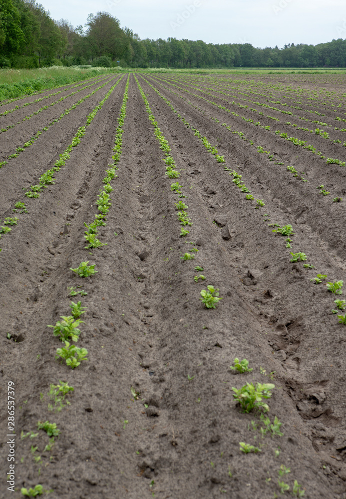 Growing potatoes. Agriculture Growing potatoes. Agriculture