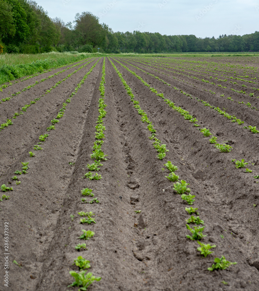 Growing potatoes. Agriculture Growing potatoes. Agriculture