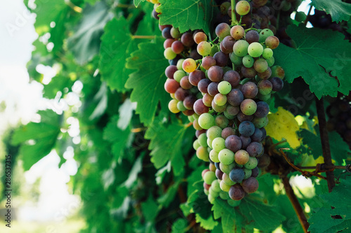 Wallpaper Mural Grapes growing in vineyards, Green leaves background. Copy space. Grape harvest Torontodigital.ca