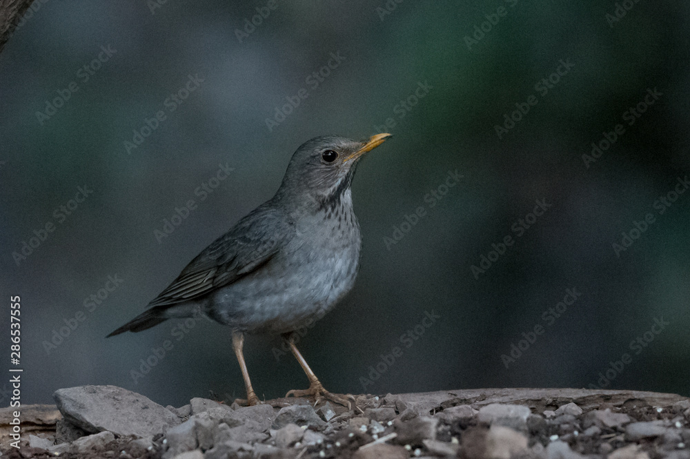 Tickells Thrush Female at Sattal Tickells Thrush Female at Sattal