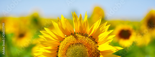 bright yellow flowers of ripe sunflower