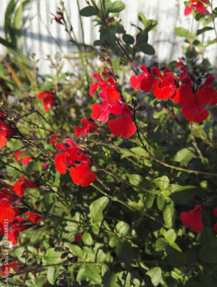 Close-up view of Salvia  microphylla 'Royal Bumble' with its intense red flowering