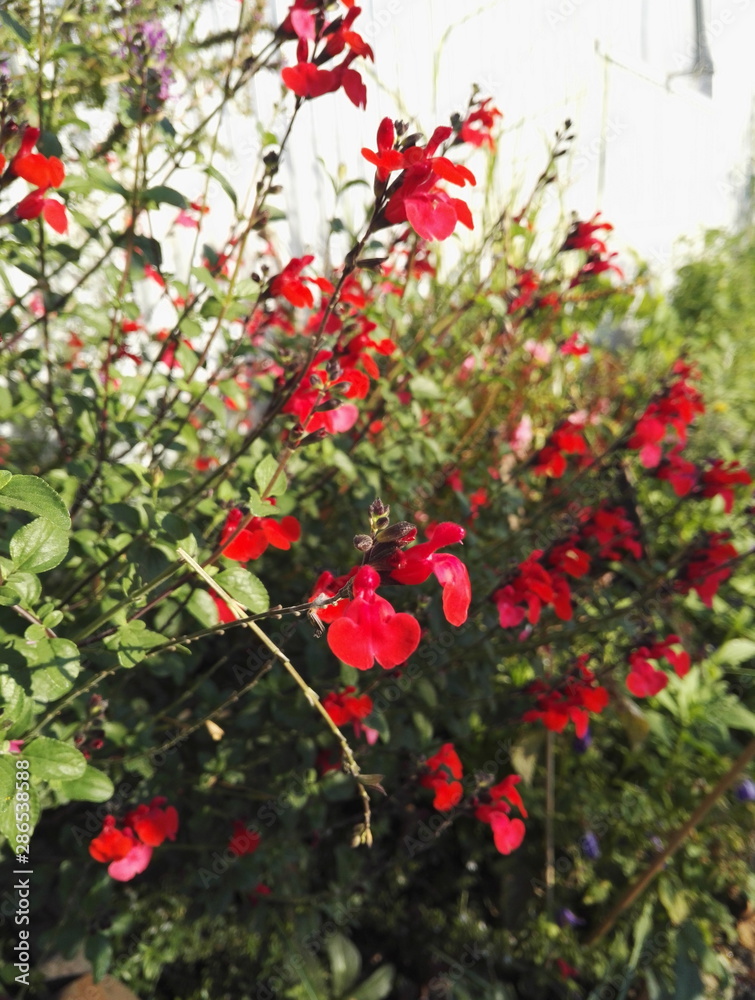 Salvia microphylla 'Royal Bumble', shrubby sage with intense red flowering
