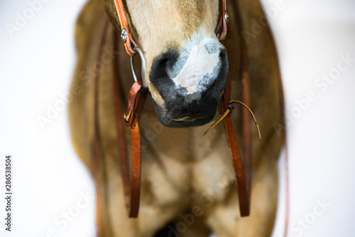 Buckskin 3